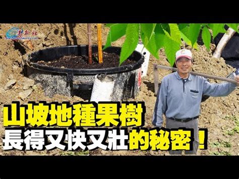 適合南部種植的果樹|果樹苗適合栽種地區